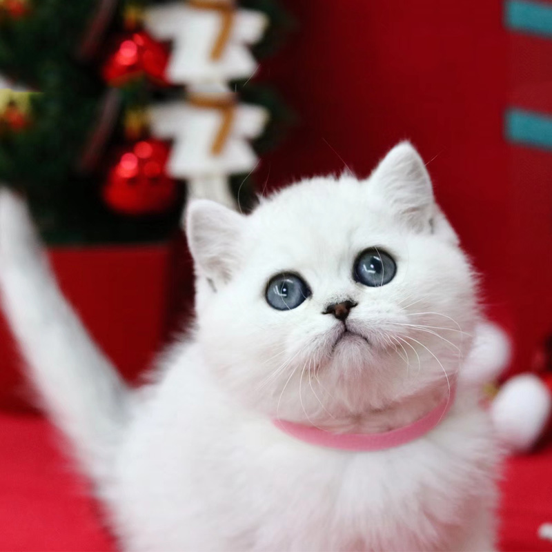 银渐层猫