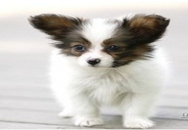 蝴蝶犬