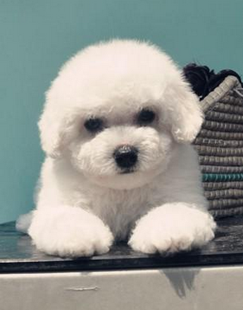 比熊犬