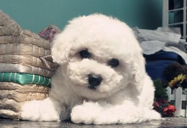 比熊犬