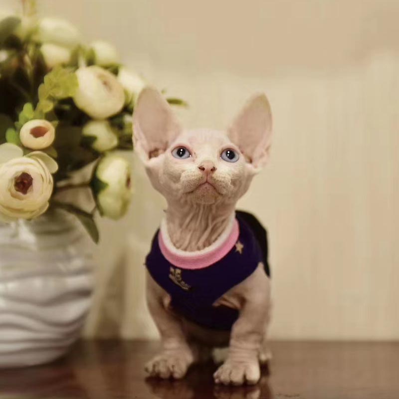 无毛猫