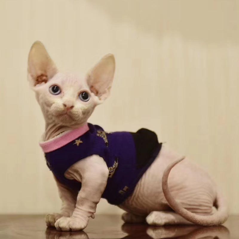 无毛猫