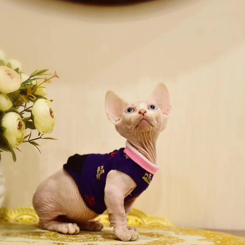无毛猫