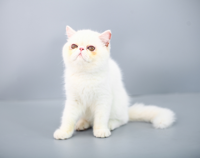 加菲猫