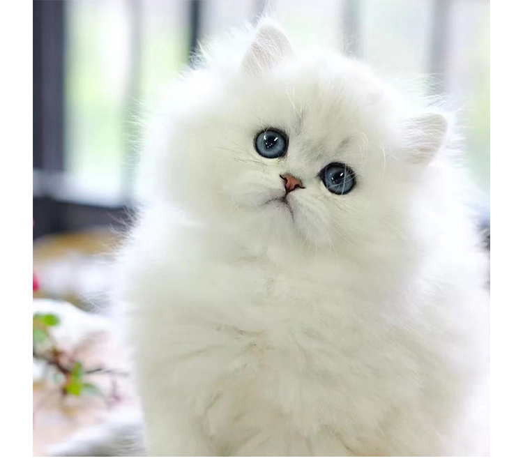 金吉拉猫