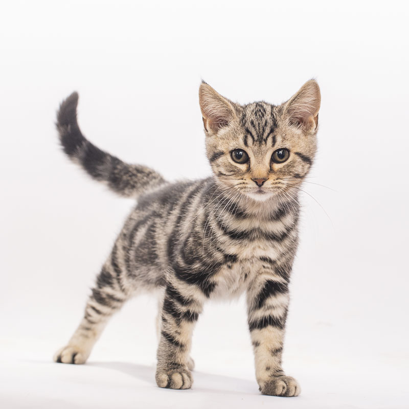 美短猫
