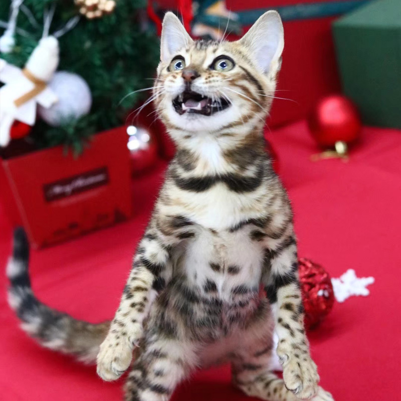 豹猫