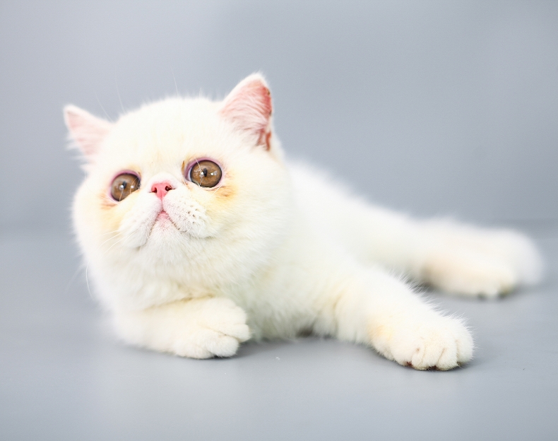 加菲猫