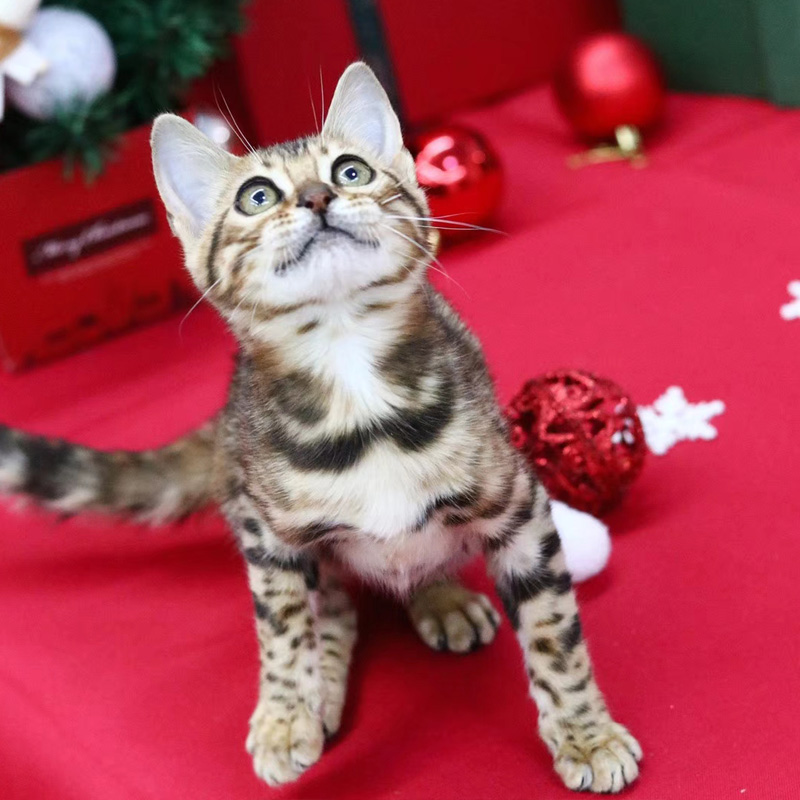豹猫
