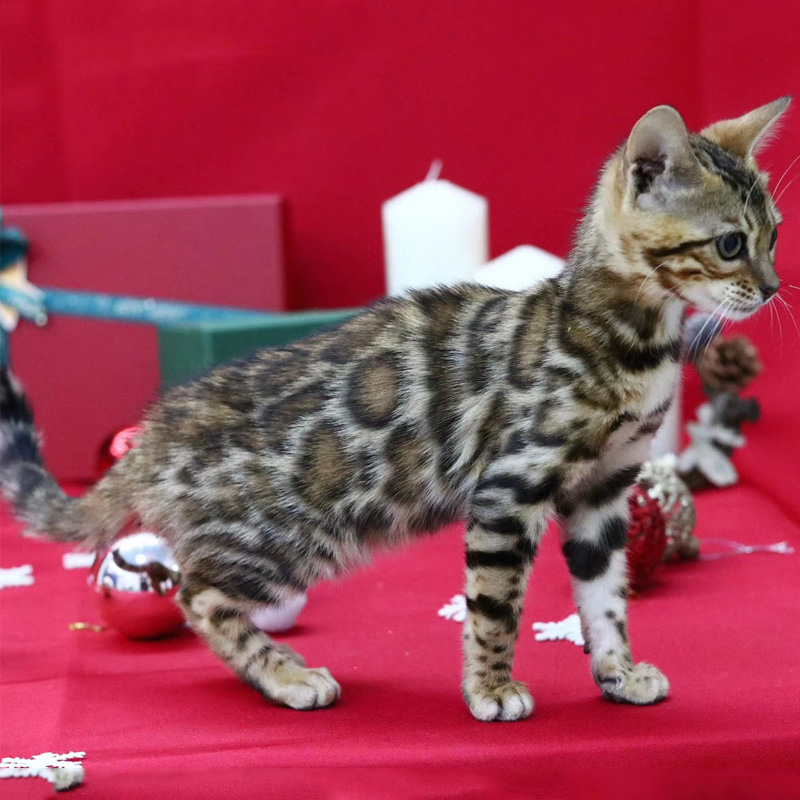 豹猫