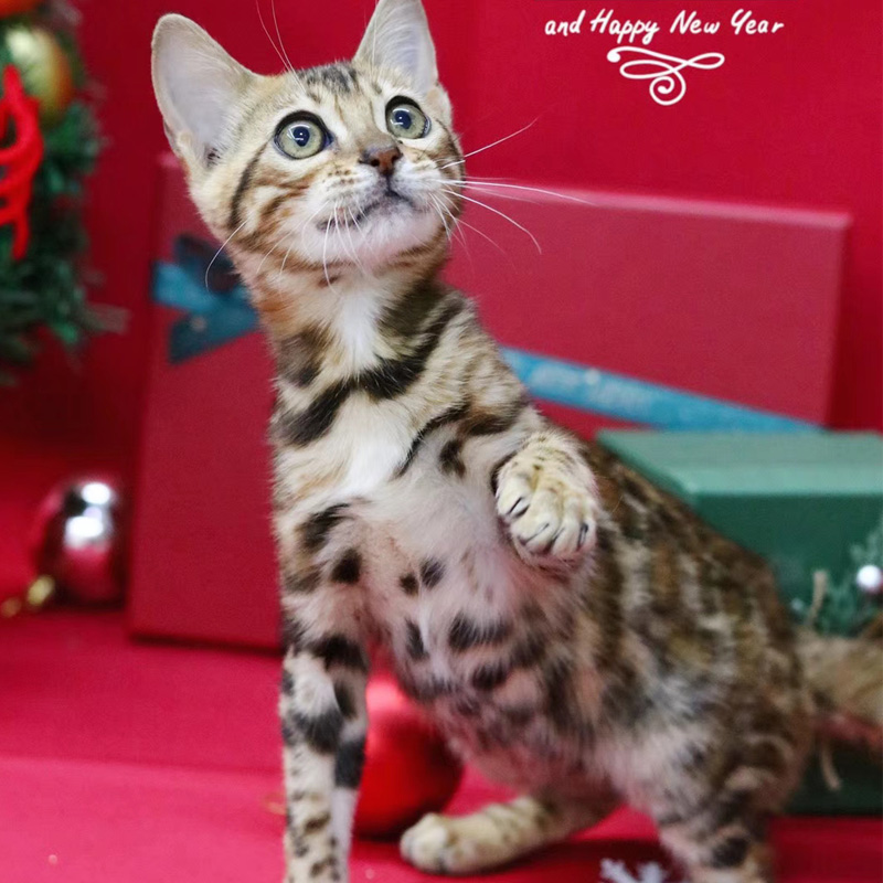 豹猫