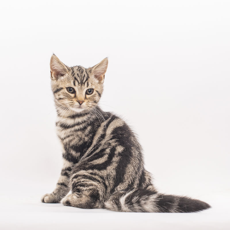 美短猫
