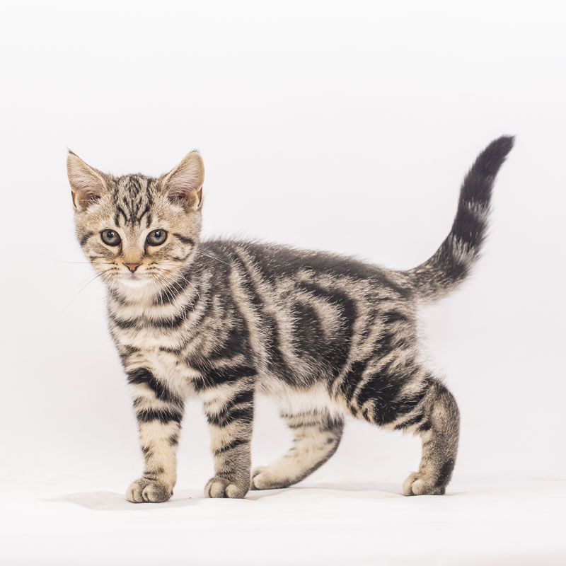 美短猫