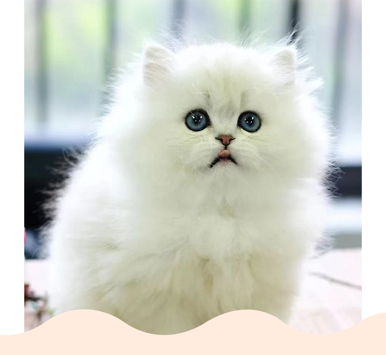 金吉拉猫