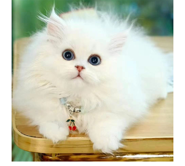 金吉拉猫