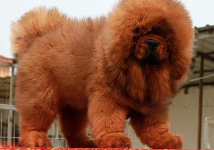 藏獒犬