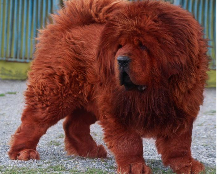 藏獒犬