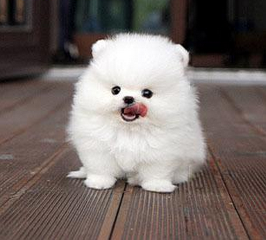 茶杯犬