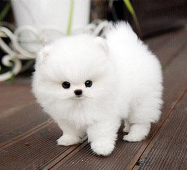 茶杯犬