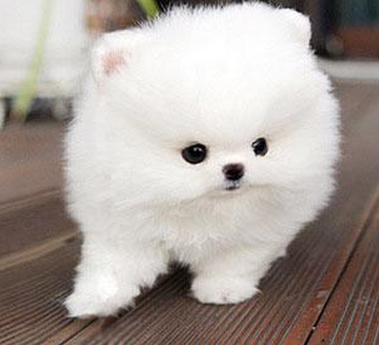 茶杯犬