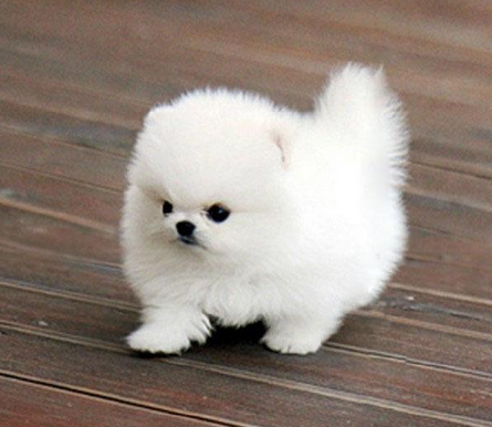 茶杯犬
