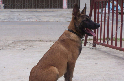 马犬