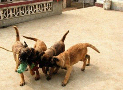 马犬