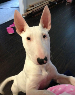 牛头梗犬