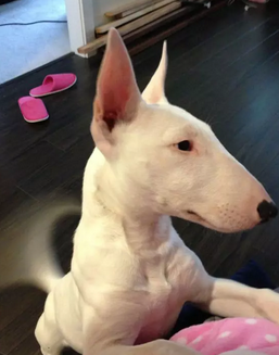 牛头梗犬