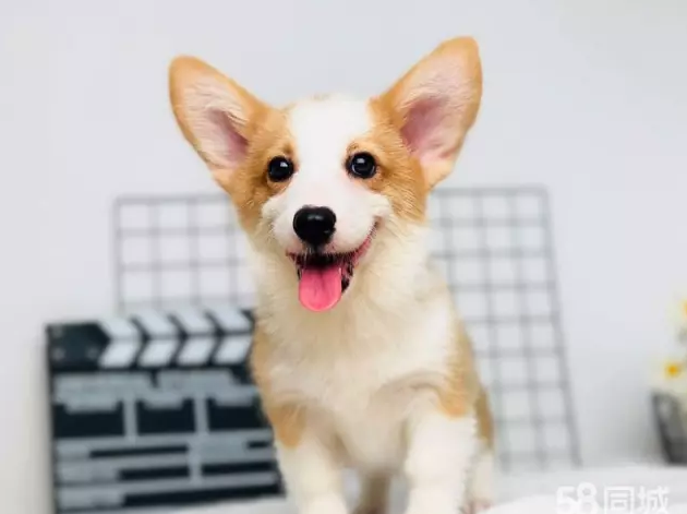 柯基犬