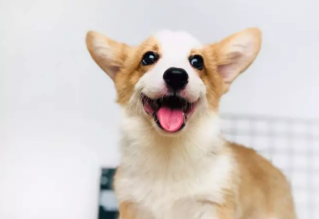 柯基犬