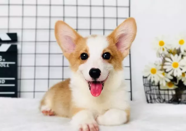 柯基犬
