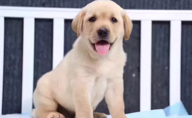 拉布拉多犬