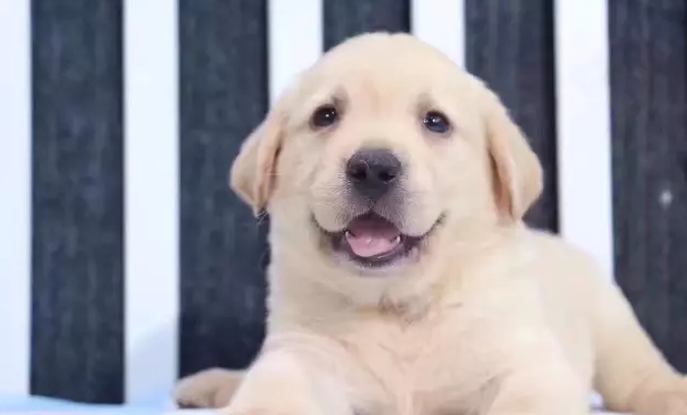 拉布拉多犬