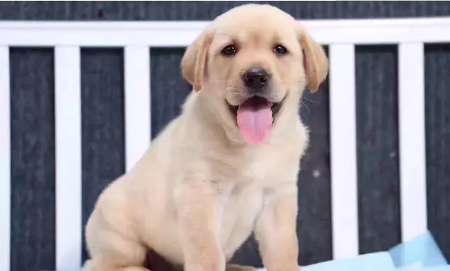 拉布拉多犬