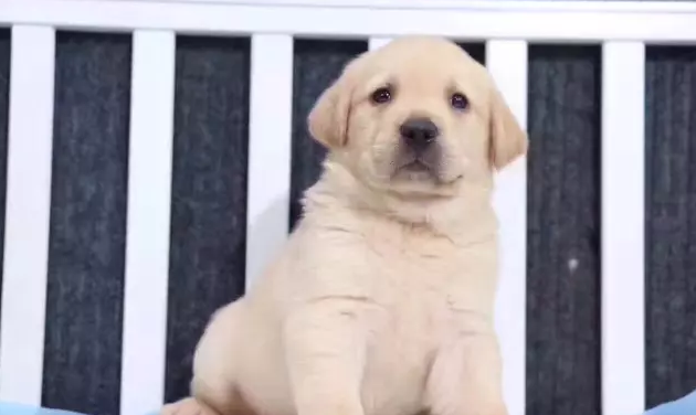 拉布拉多犬