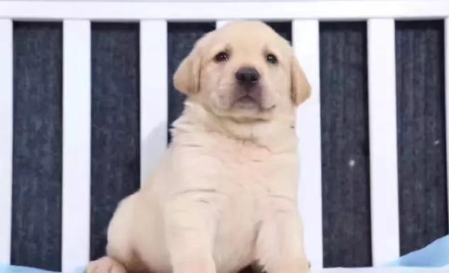 拉布拉多犬