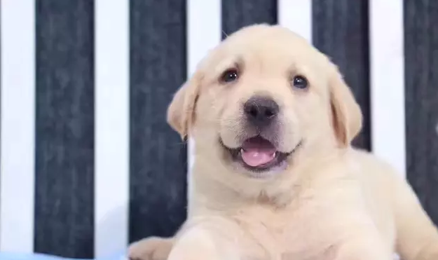 拉布拉多犬