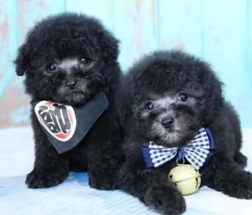黑泰迪犬