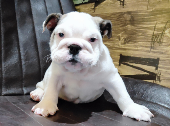 英国斗牛犬