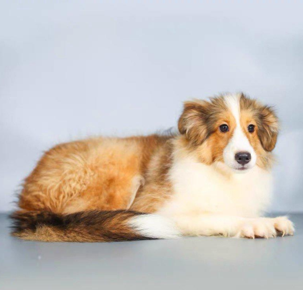 苏格兰牧羊犬