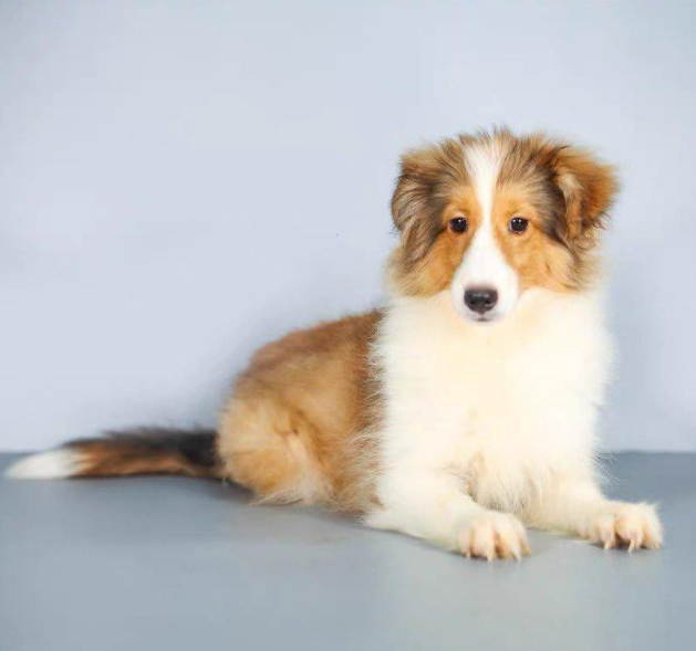 苏格兰牧羊犬