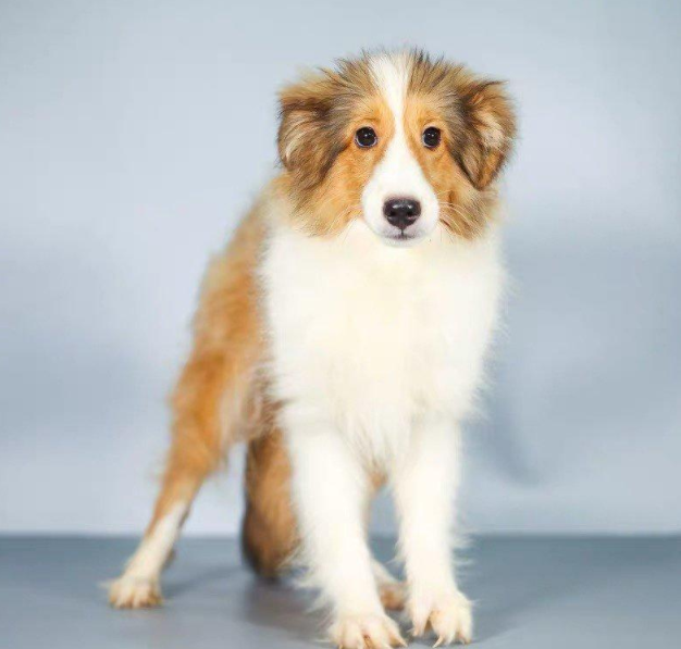 苏格兰牧羊犬