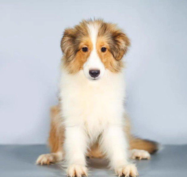 苏格兰牧羊犬