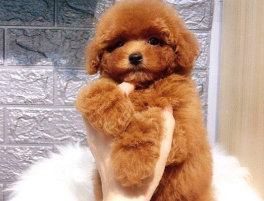 贵宾犬