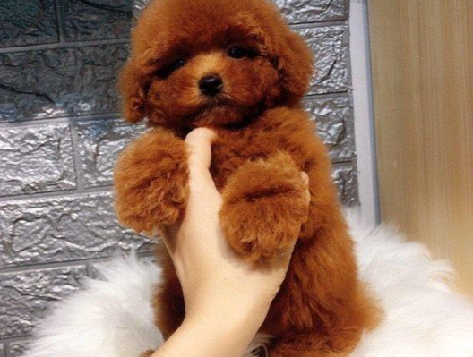贵宾犬