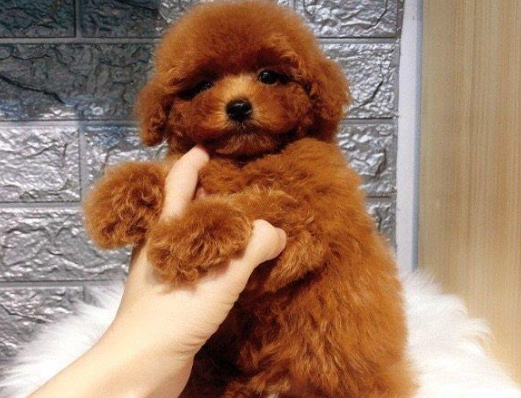 贵宾犬