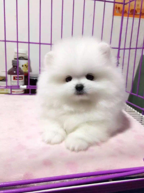 博美定金