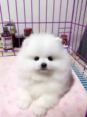 博美定金
