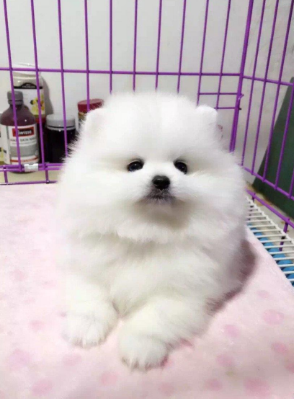 博美定金